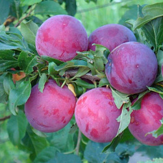 Алыча 'Обильная'